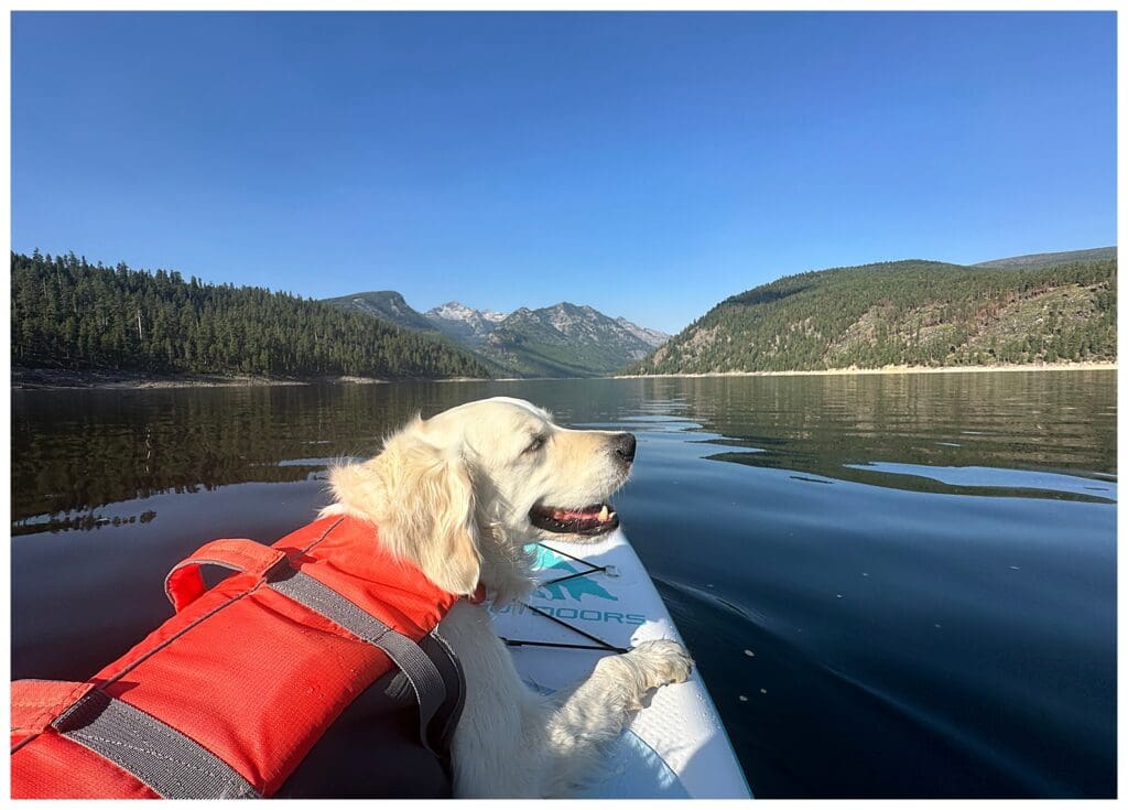 Golden Retriever paddle boarding on lake