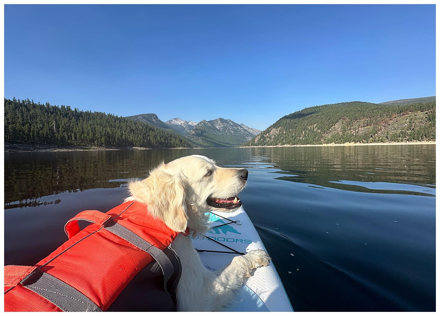 Golden Retriever paddle boarding on lake