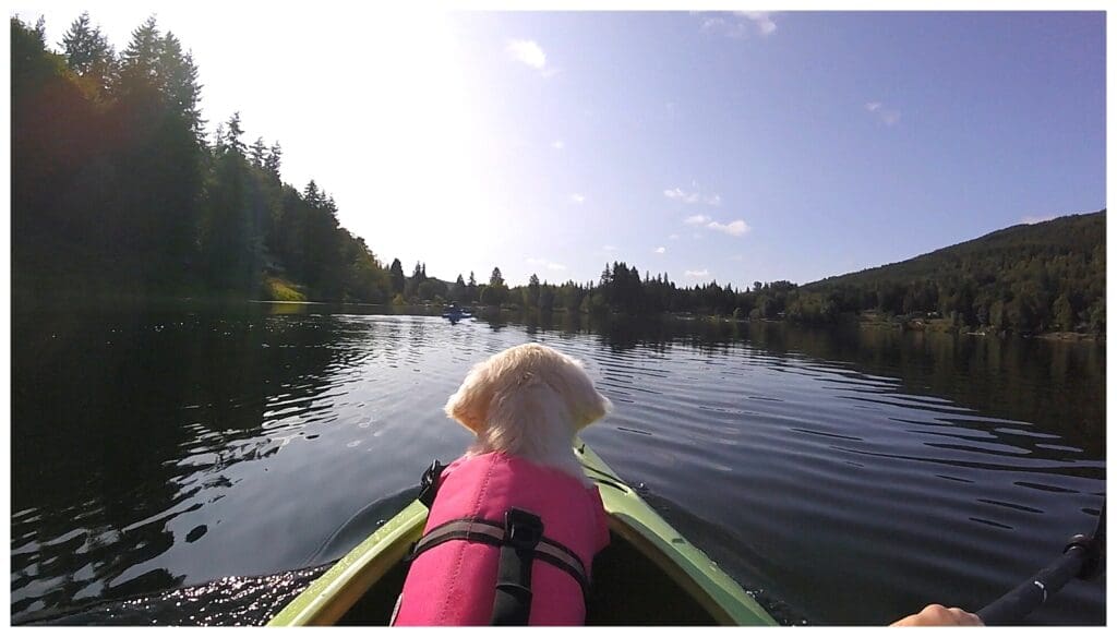 Golden Retriever puppy in kayak on lake