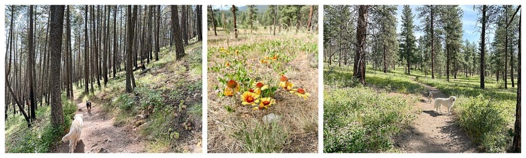 Larry Creek Trail in Stevensville, MT views of trail and wildflowers